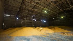 21 сентября в госфонд РФ закупили 30 780 тонн зерна